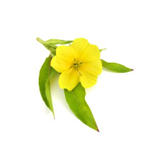 Evening Primrose Oil