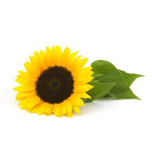 Sunflower Oil