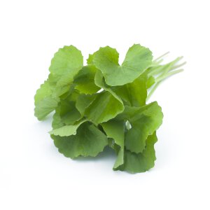 Centella Asiatica Extract