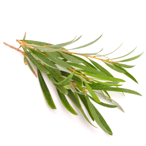 TEA TREE OIL