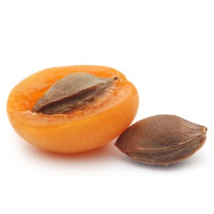 Apricot_Seed