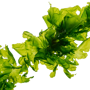 Micro-Green Algae Extract - Benefits 