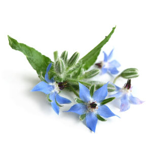 Borage_Seed_Oil